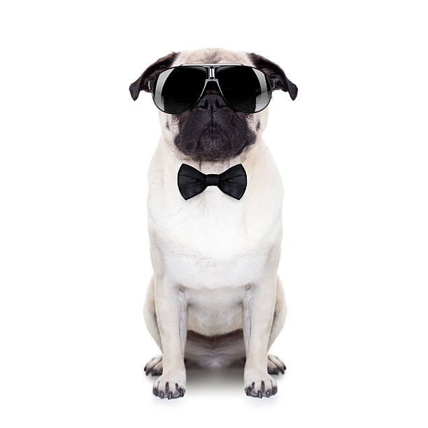 cool dog pug dog looking so cool with fancy sunglasses and a black small tie dog tuxedo stock pictures, royalty-free photos & images