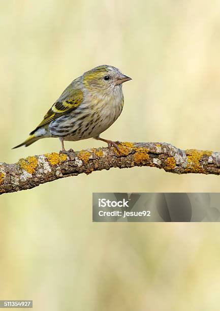 Goldfinch Stock Photo - Download Image Now - Animal, Backgrounds, Bird