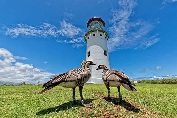 Photo of kauai lighthouse kilauea point hawaii island