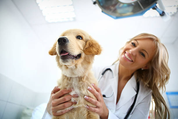 istock Cute healthy puppy after vet exam 511355661