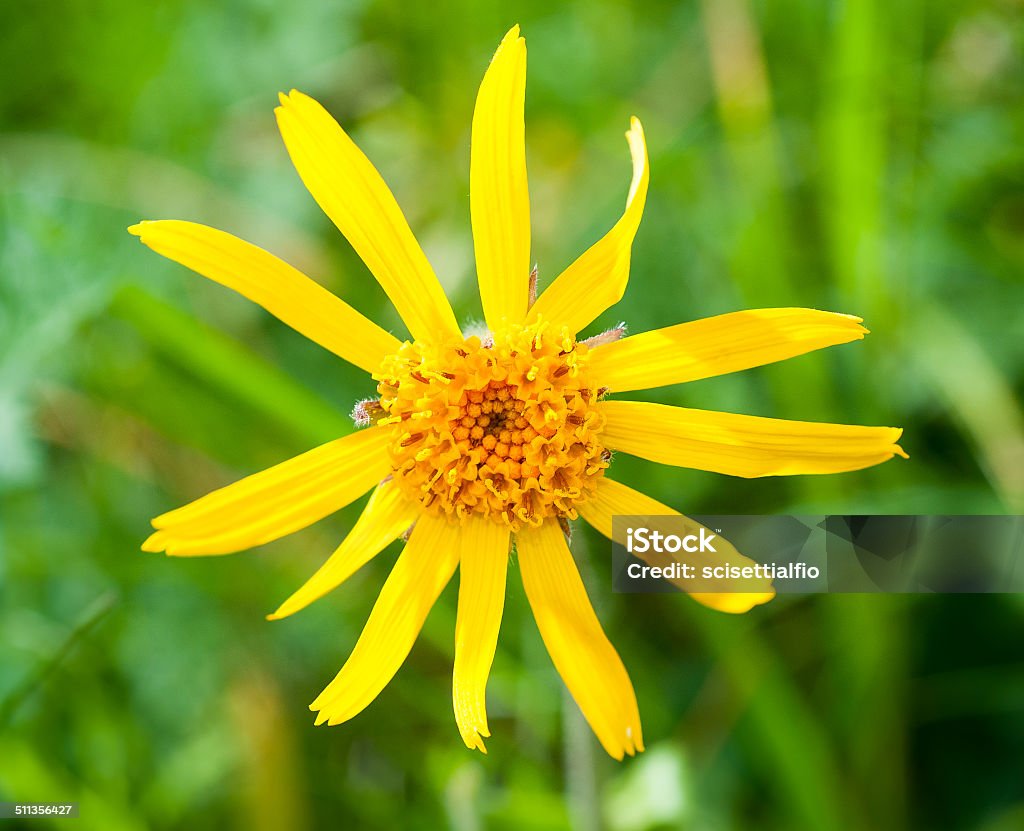 Arnica montana Arnica montana, yellow mountain flower Arnica Stock Photo