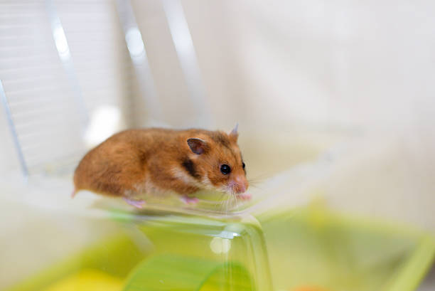 istock Funny golden hamster gets out of its cage 511361054