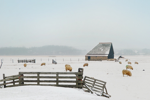Shed, gate and sheep in a Dutch winter landscape. Photo was taken on the isle of Texel in the north of the Netherlands.