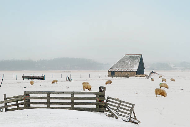 Shed and sheep in Dutch winter landscape Shed, gate and sheep in a Dutch winter landscape. Photo was taken on the isle of Texel in the north of the Netherlands. sheep shed stock pictures, royalty-free photos & images