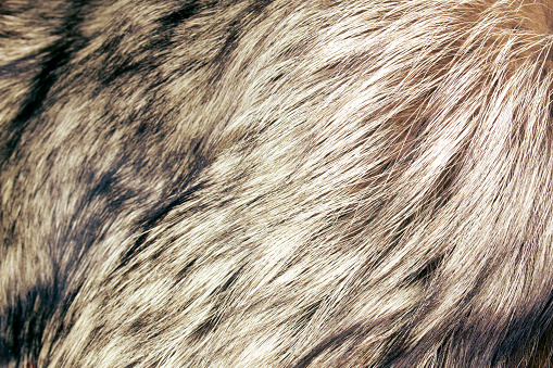 close up shot of abstract fur background