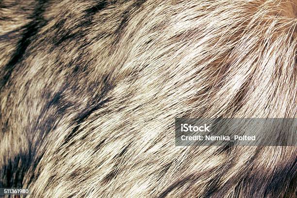 Abstract Fur Background Stock Photo - Download Image Now - Animal Hair, Fur, Wolf