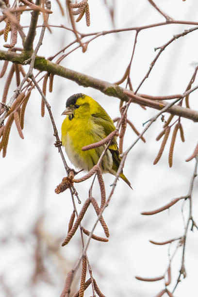 L 11-12,5cm.Breeds in coniferous and mixed forests, mainly in spruce; prefers alder and birch nearby for food. Nests high up in spruce.There are winter influxes from N and E Europe, sometimes on huge scale. Often large flocks in winter, when also visits Gardens. Mobile, roams far and wide, even when breeding. Not that shy. This is a common Species in Winter in the Netherlands.