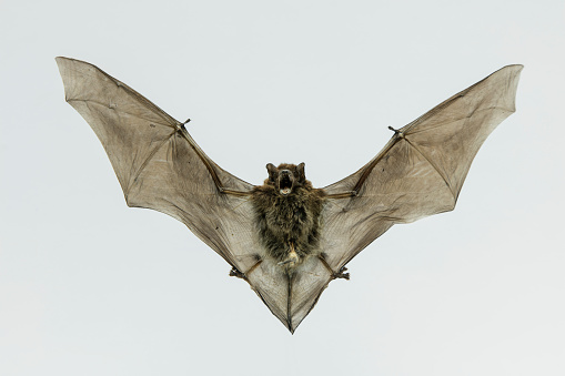 photograph of a common European bat on a plain background.