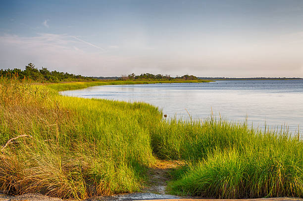 Cape Fear River The marshy shores of the Cape Fear River. Fort Fisher Air Force Recreation Area, North Carolina. cape fear stock pictures, royalty-free photos & images