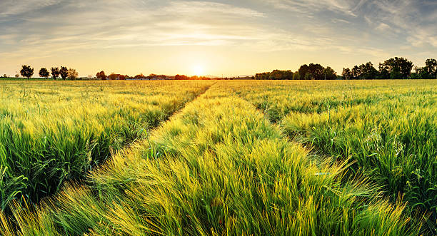 istock Wheat field landscape with path in the sunset time 511362834