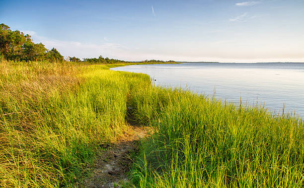 Cape Fear River The marshy shores of the Cape Fear River. Fort Fisher Air Force Recreation Area, North Carolina. cape fear stock pictures, royalty-free photos & images