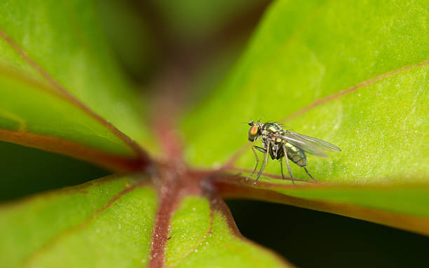 istock Macro photo of a Dolichopodidae fly 511363492