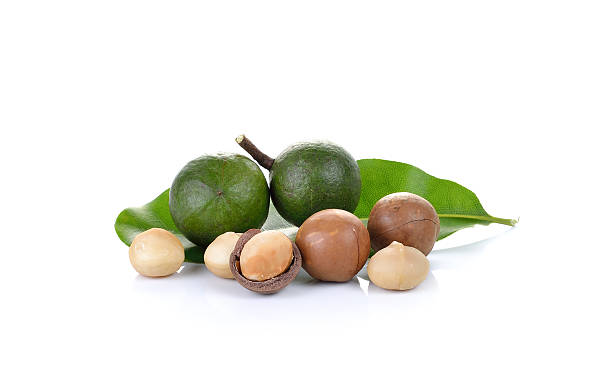 macadamia nuts sobre fondo blanco - unshelled fotografías e imágenes de stock
