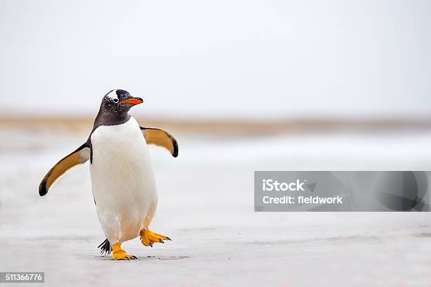 Pinguino Papua Barcollava Lungo Su Una Spiaggia Di Sabbia Bianca - Fotografie stock e altre immagini di Humour