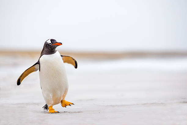 Gentoo Penguin waddling along on a white sand beach. stock photo
