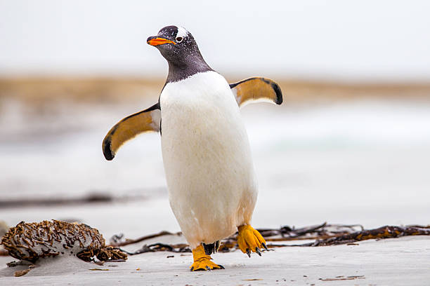 Gentoo Penguin (Pygoscelis papua) walking with wings spread. Falkland Islands. stock photo