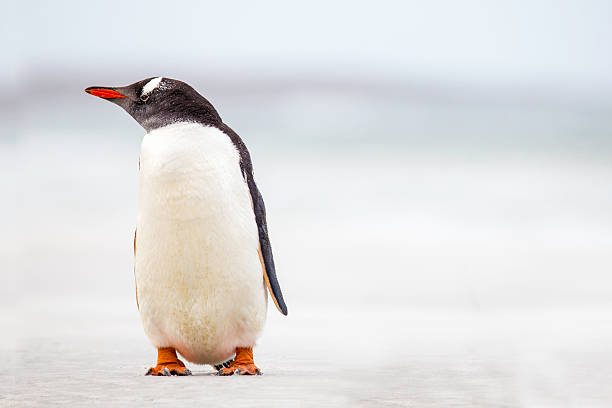 Gentoo Penguin (Pygoscelis papua) standing on a beach. Copy Space. stock photo