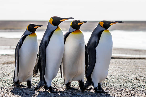 Four King Penguins (Aptenodytes patagonicus) standing together on a beach. stock photo