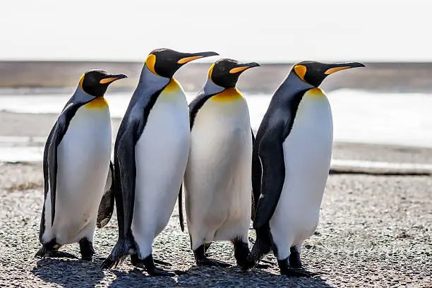 Four King Penguins (Aptenodytes patagonicus) standing together on a beach. Volunteer Point, Falkland Islands.