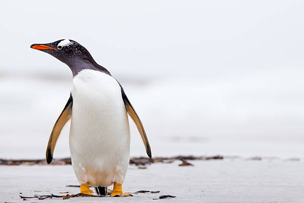 Gentoo Penguin (Pygoscelis papua) standing on a white sand beach. stock photo