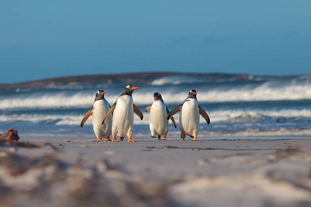 istock Four Gentoo penguins walking from the sea 511368108