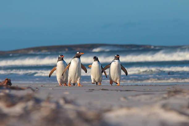 Four Gentoo penguins walking from the sea stock photo