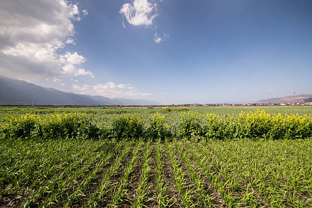 ファームランド - corn crop corn spring field ストックフォトと画像