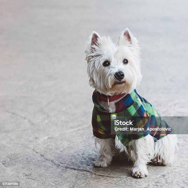 Lindo Oeste Terrier Foto de stock y más banco de imágenes de Perro - Perro, Cachorro - Perro, Mascota