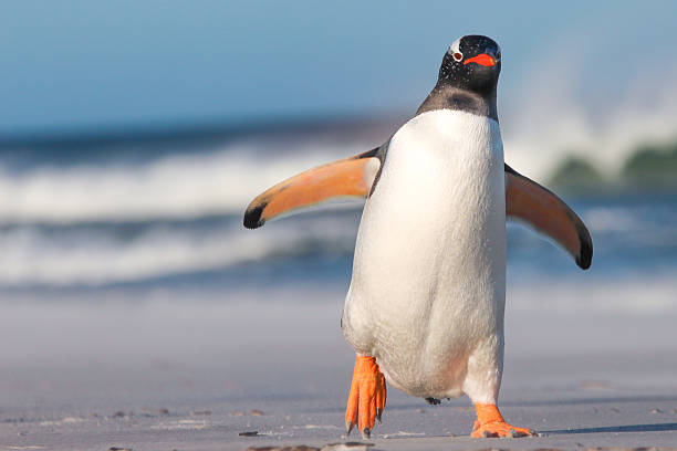 pinguim gentoo (pygoscelis papua) caminhando na praia. - gentoo penguin - fotografias e filmes do acervo
