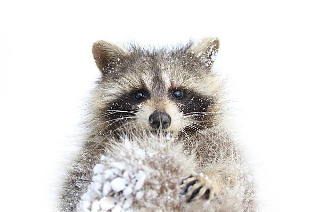 A baby raccoon is not happy about being noticed.