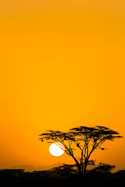 Acacia trees at Dramatic Sunrise stock photo