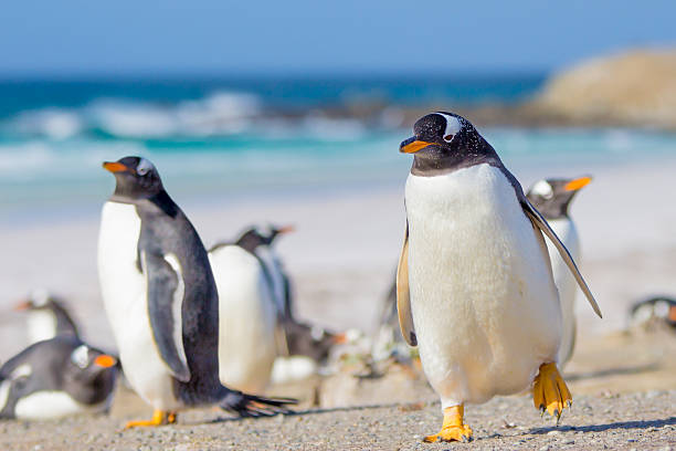 istock Gentoo Penguins, Volunteer Point, Falkland Islands. 511369926