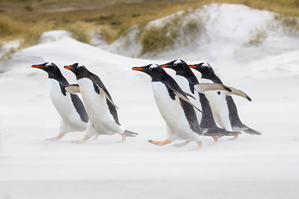 Gentoo Penguins running to the sea stock photo
