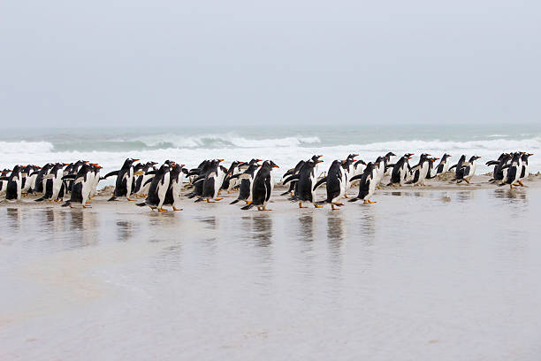 Gentoo colony strolling along the beach. stock photo