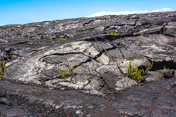 istock Vegetation on the lava flow in Kaimu, Hawaii 511371186
