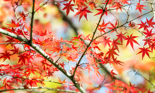 Branch of bright autumn maple leaves  and blur background