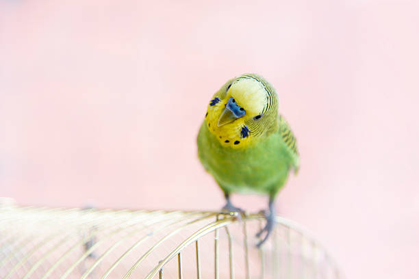 Budgerigar on the birdcage. Funny budgie