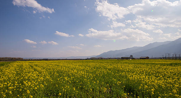 tramonto luminoso sul campo di colza. - corn crop corn spring field foto e immagini stock