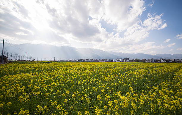 tramonto luminoso sul campo di colza. - corn crop corn spring field foto e immagini stock