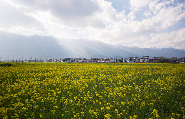 鮮やかな夕日を菜種。 - corn crop corn spring field ストックフォトと画像