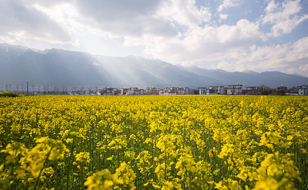 鮮やかな夕日を菜種。 - corn crop corn spring field ストックフォトと画像