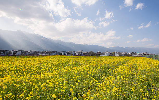 鮮やかな夕日を菜種。 - corn crop corn spring field ストックフォトと画像