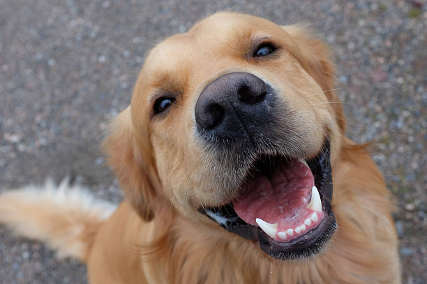 собаки (золотой ретривер) с большой улыбкой. - golden retriever retriever dog smiling стоковые фото и изображения