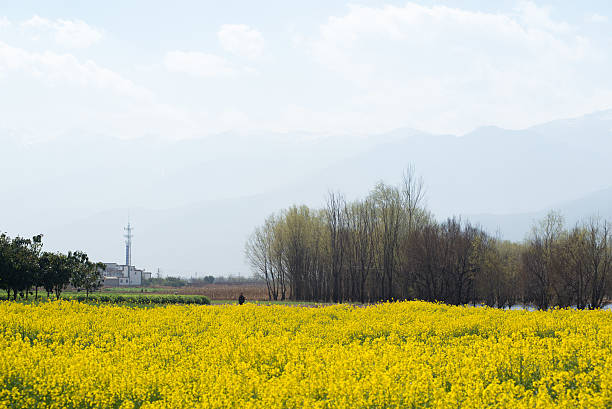 鮮やかな夕日を菜種。 - corn crop corn spring field ストックフォトと画像