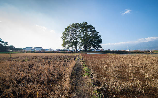 vista de um mar ponte ao pôr-do-sol, taiwan - corn crop corn spring field - fotografias e filmes do acervo