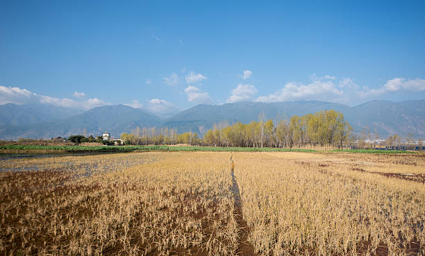 vista del ponte sul mare al tramonto, taiwan - corn crop corn spring field foto e immagini stock