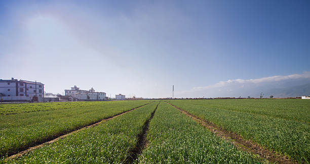 рисовое поле утром. - corn crop corn spring field стоковые фото и изображения