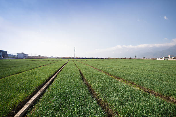 рисовое поле утром. - corn crop corn spring field стоковые фото и изображения