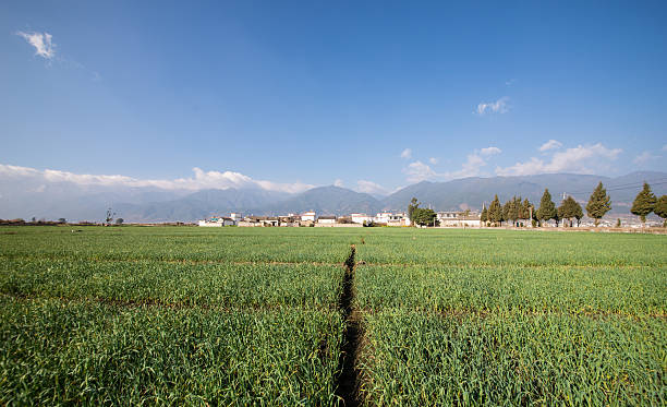 рисовое поле утром. - corn crop corn spring field стоковые фото и изображения