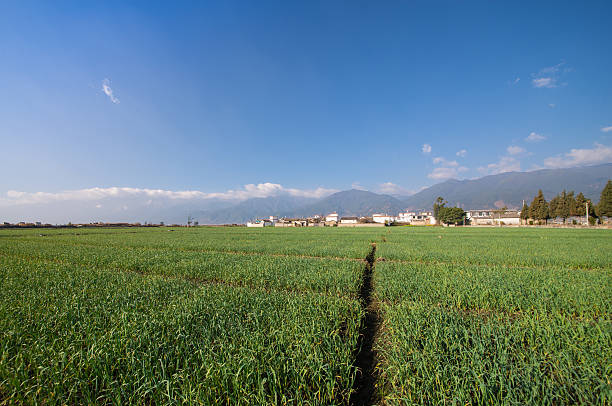 рисовое поле утром. - corn crop corn spring field стоковые фото и изображения